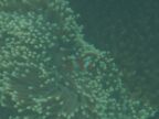 Clown Fish in Anemone.JPG (29 KB)